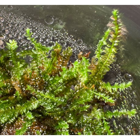 Taxiphyllum sp. from Lake Matano Sulawesi