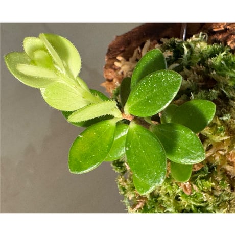 Plutarchia portillae [ECUAGENERA]