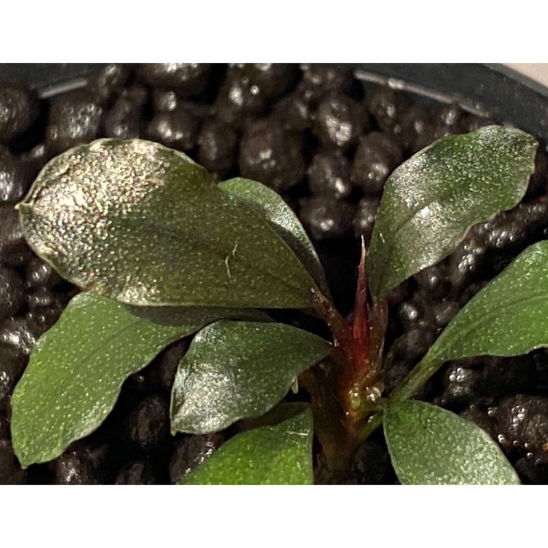 Bucephalandra sp. /