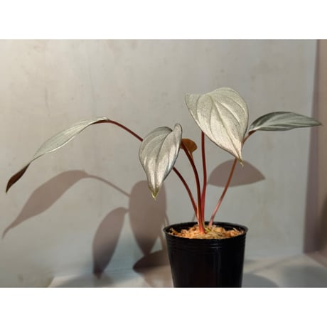 Homalomena sp. "Light Blue Silver" from Kepulauan Riau