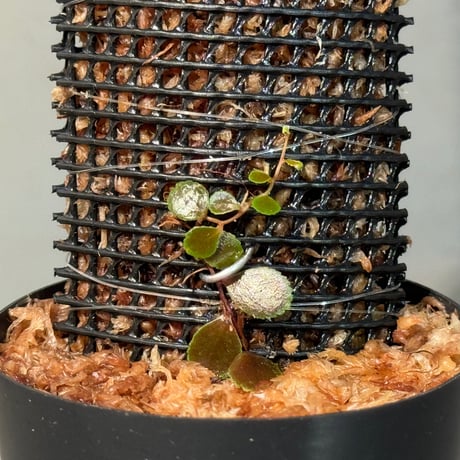 Marcgravia sp. from Tarapoto Peru