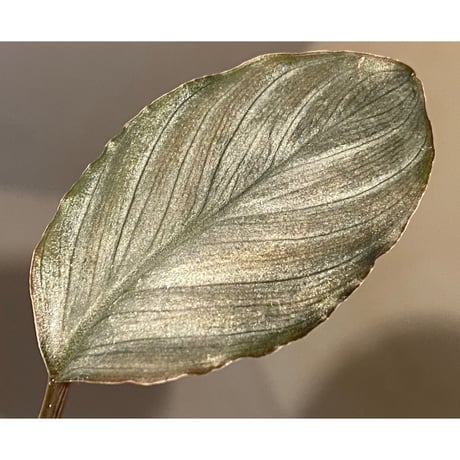 Homalomena sp. "Red" from Bogor