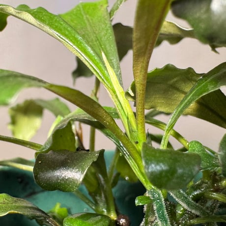 (3芽立ち) Bucephalandra motleyana [カミハタ]