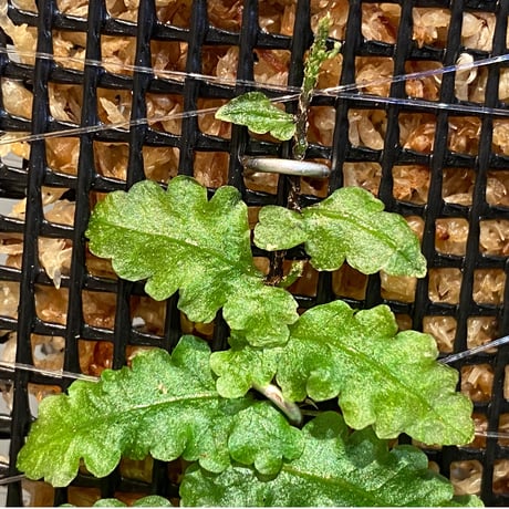 Teratophyllum sp. "Birdwing-fern" from Bentong [AZ0117-3]