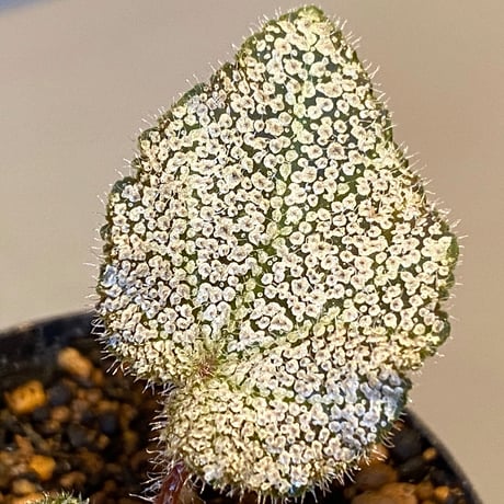 Begonia ningmingensis from Cao Bang
