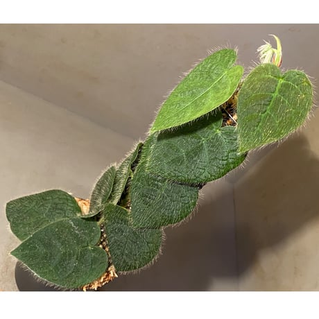 Ficus sp. from Selangor