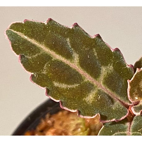 Labisia sp. from Riau sumatera [LA0815-01]