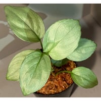 Homalomena sp. "Silver Bullet GG" from P.Linga [AZ0917-1]