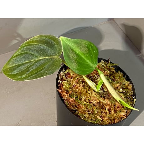 Philodendron melanochrysum