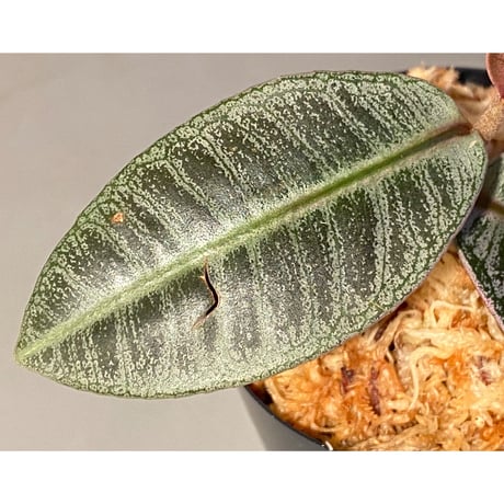 Labisia sp. from Riau