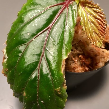 Begonia sp. from Sarawak