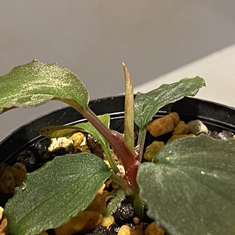 Homalomena sp. Sabah-2 [R1217-01c]
