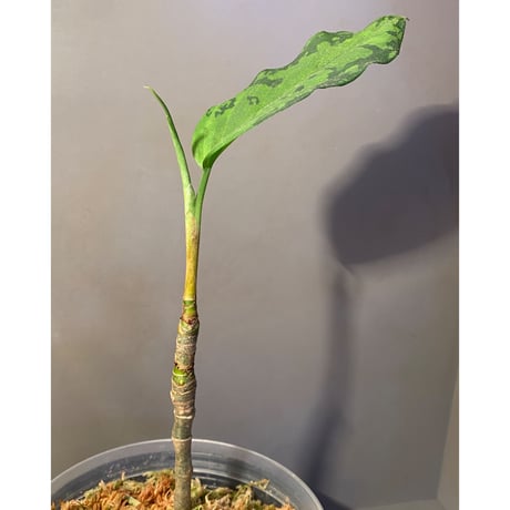 Aglaonema pictum Aceh Sumatra T-120119 X産地