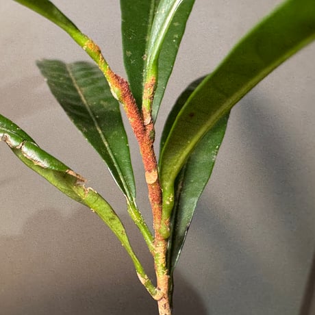 Unknown (Penanga bayan?)from Landak West Kalimantan
