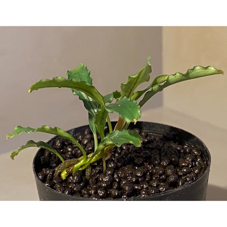 Bucephalandra sp. from "Pakak 3" [MF0417-5A]