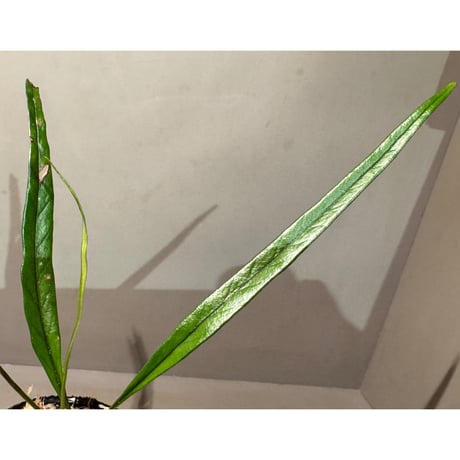 Microsorum sp. 'Type A' from Aceh sumatera