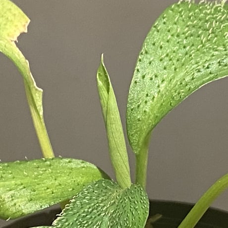 Homalomena hasei "狐尾" from Aceh sumatera [LA0616-04]