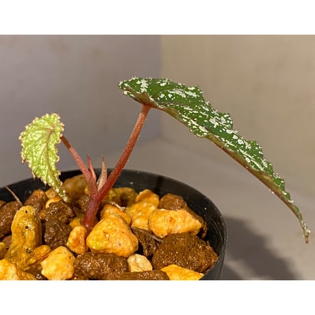Begonia handelii var. prostrata from Viet Nam