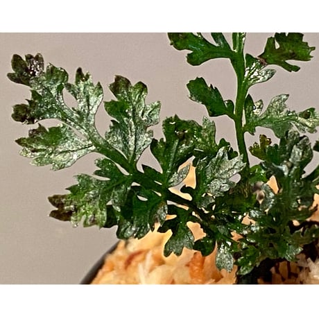 Bolbitis heteroclita cuspidata
