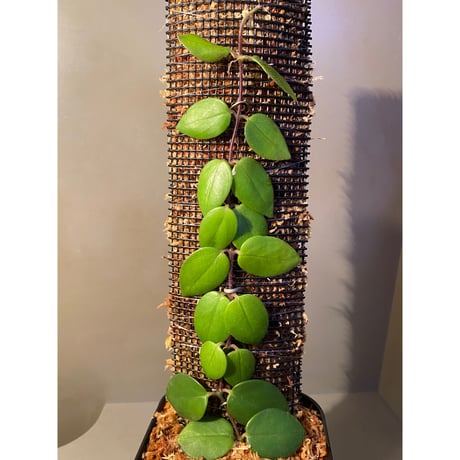(大株) Aeschynanthus sp. from South Sulawesi [STRINGE PLANTS]