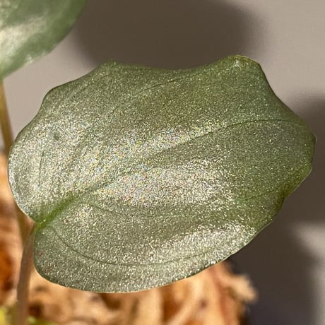 Homalomena sp. "Silver Bullet" from Pulau Lingga [AZ0917-1]