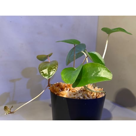 Unknown from Iquitos Peru [tanakay]