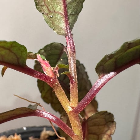 Ardisia violacea 台湾固有種