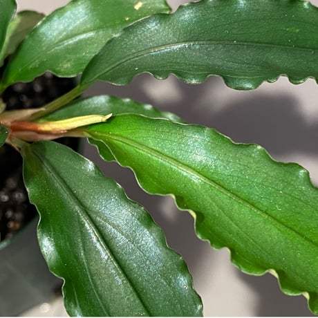 (大株) Bucephalandra sp. from Sintang