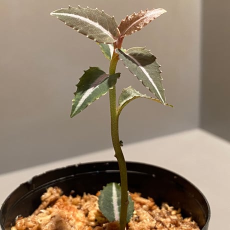 Labisia sp. from Kapuas hulu Kalimantan barat