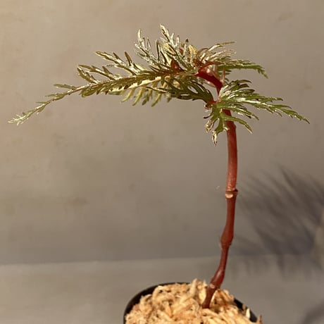 Begonia bipinnatifida