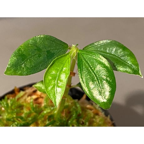 Elatostema sp. from Nopphitam [TK260915]