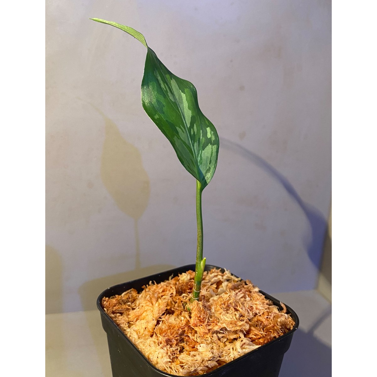 アグラオネマ ピクタム LA0121-01z-b LA便】アグラオネマピクタム Aglaonema pictum 【LA0121-01z-b