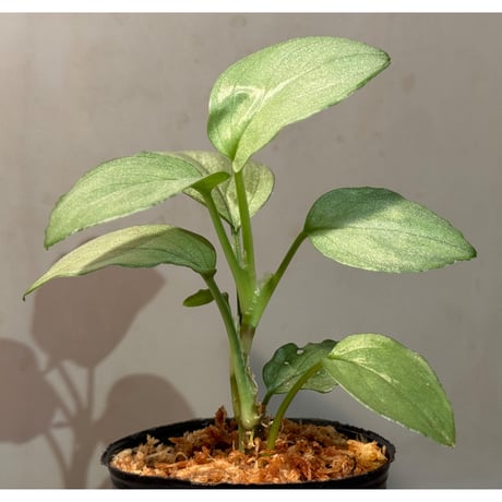 Homalomena sp. "Silver Bullet GG" from P.Linga [AZ0917-1]