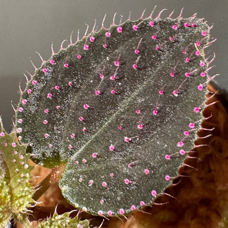 Sonerila sp. from Landak West Kalimantan