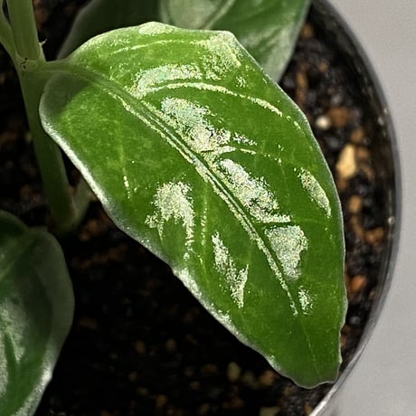 Unknown sp. from Sumatera barat [TB1401]
