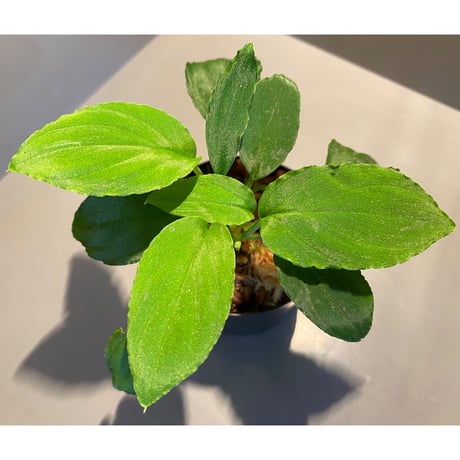 Homalomena sp. from Padang [TK160117]