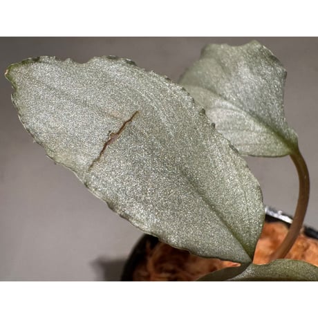 Homalomena sp. "Platinum Velvet" from Kepulauan Riau [KN] ②