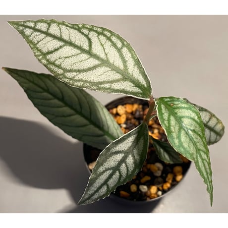Ardisia sp. from Ache Sumatera [ L A]