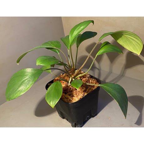 (大株) Homalomena sp. "Aceh selatan" Aceh Sumatra [TB]