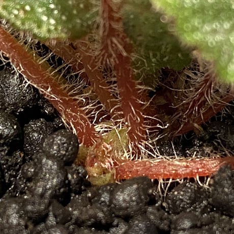 Begonia ningmingensis var. bella