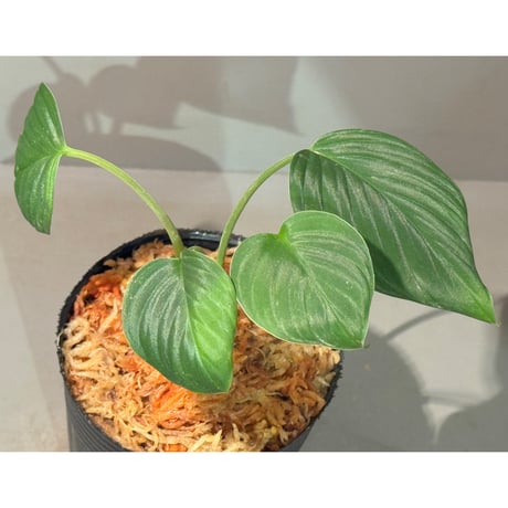 Homalomena sp. "Aceh selatan" Aceh Sumatra [TB] ②