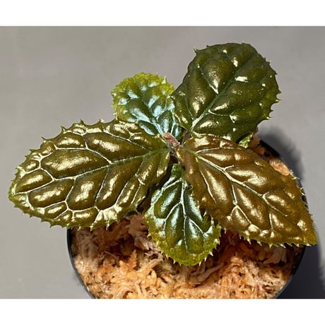 Ardisia sp. from Bengkulu [LA0315-1]