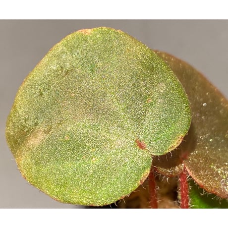 Begonia sp. from Chiku Kelantan