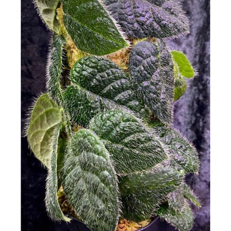 Ficus sp. from Selangor