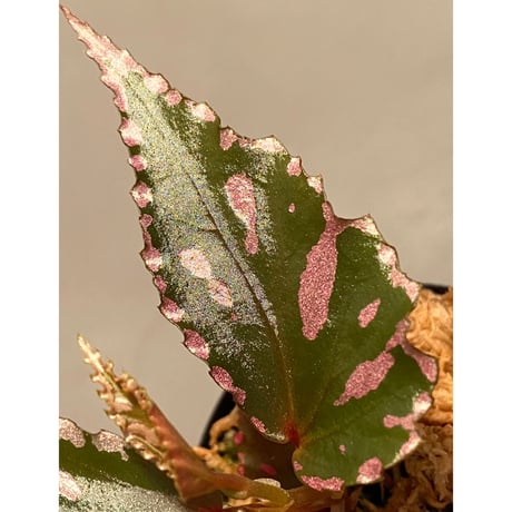 Begonia sp. ぼっち株 from Julau [R1214-01b]