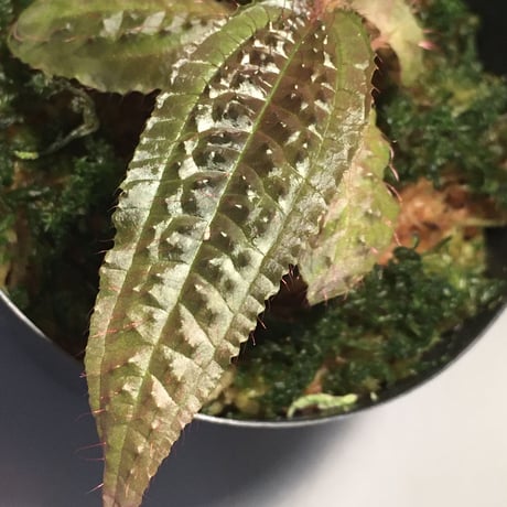 Triolena pustulata from Ecuador