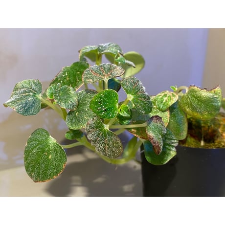 Peperomia sp. from Iquitos Peru [tanakay]