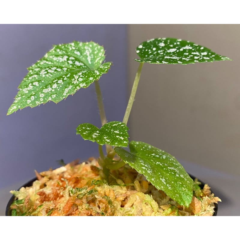 Begonia sp. from Na Hang [YH1118] TK | M・R・G・R