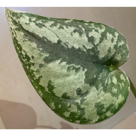 Scindapsus sp. from Tambunan Borneo