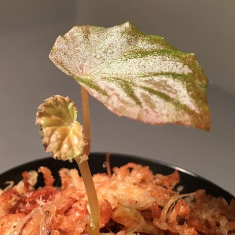 Begonia sp. from Sarawak[LA]
